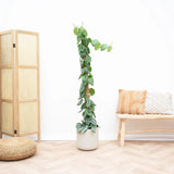 Planta Curgatoare (Scindapsus) Pictus Trebie (Cu Suport) - 160 cm