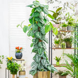 Planta Curgatoare (Scindapsus) Pictus Trebie (Cu Suport) - 160 cm