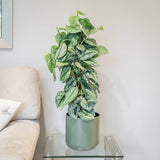 Planta Curgatoare (Scindapsus) Pictus Trebie (Cu Suport) - 160 cm
