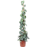Planta Curgatoare (Scindapsus) Pictus Trebie (Cu Suport) - 160 cm