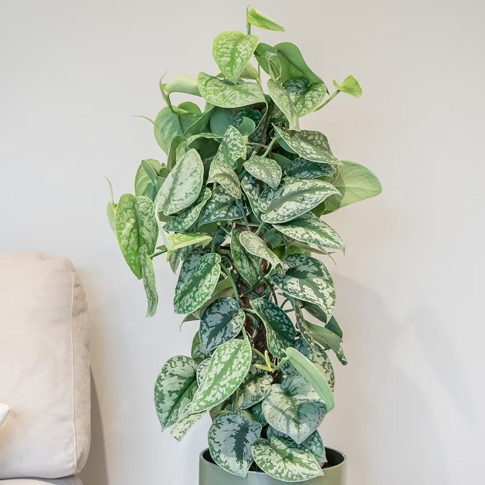 Planta Curgatoare (Scindapsus) Pictus Trebie (Cu Suport) - 160 cm