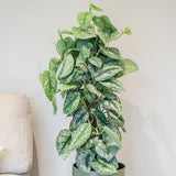 Planta Curgatoare (Scindapsus) Pictus Trebie (Cu Suport) - 160 cm