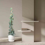 Planta Curgatoare (Scindapsus) Pictus Trebie (Cu Suport) - 160 cm