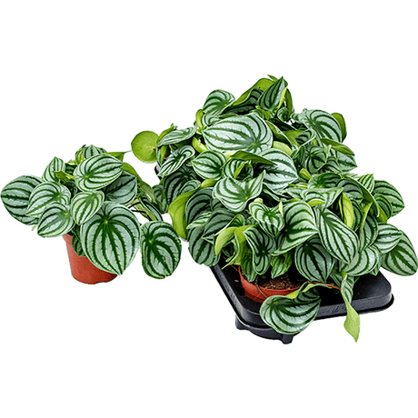 Planta de Cauciuc (Peperomia Argyreia) - 20 cm