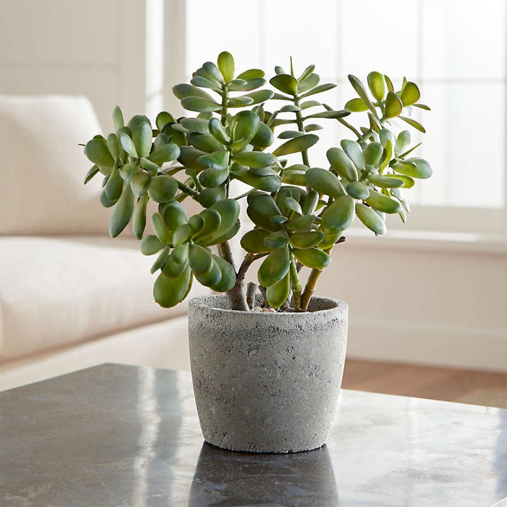 Arborele de Jad (Crassula Ovata) - 21 cm