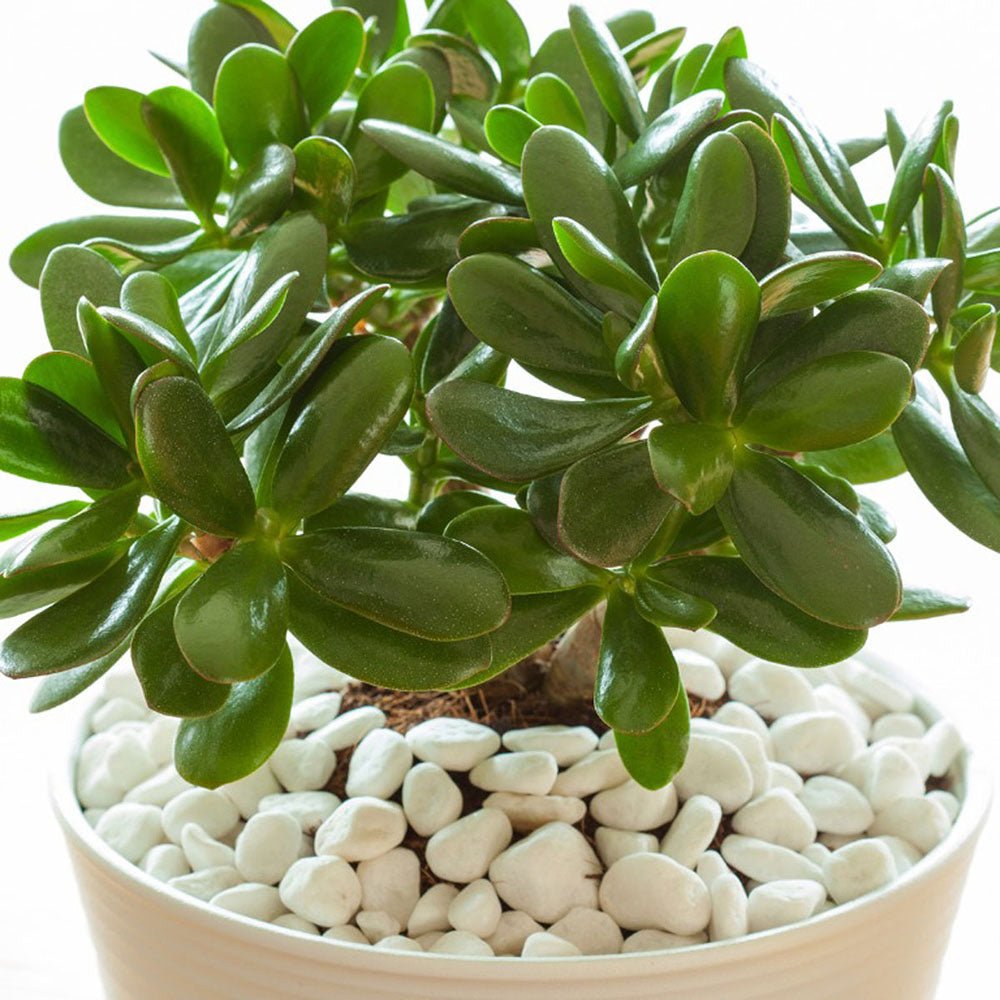 Arborele de Jad XL (Crassula Ovata) - 50-55 cm