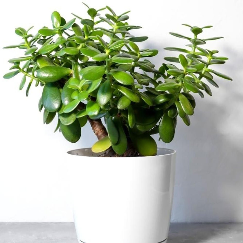 Arborele de Jad XL (Crassula Ovata) - 50-55 cm