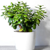 Arborele de Jad XL (Crassula Ovata) - 50-55 cm
