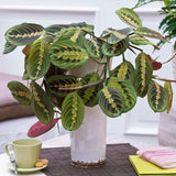 Planta Care se Roaga Tricolor (Maranta) Fascinator - 40 cm
