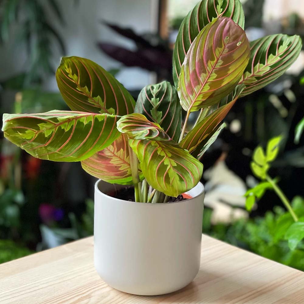 Planta Care se Roaga Tricolor (Maranta) Fascinator - 40 cm