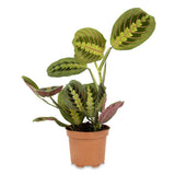 Planta Care se Roaga Tricolor (Maranta) Fascinator - 40 cm
