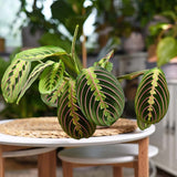 Planta Care se Roaga Tricolor (Maranta) Fascinator - 35-40 cm