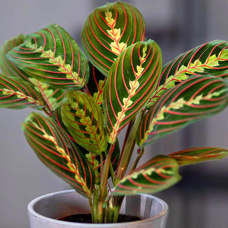 Planta Care se Roaga Tricolor (Maranta) Fascinator - 35-40 cm