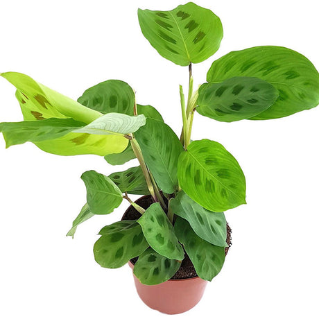 Planta Care se Roaga (Maranta) Kerchoveana - 30 cm