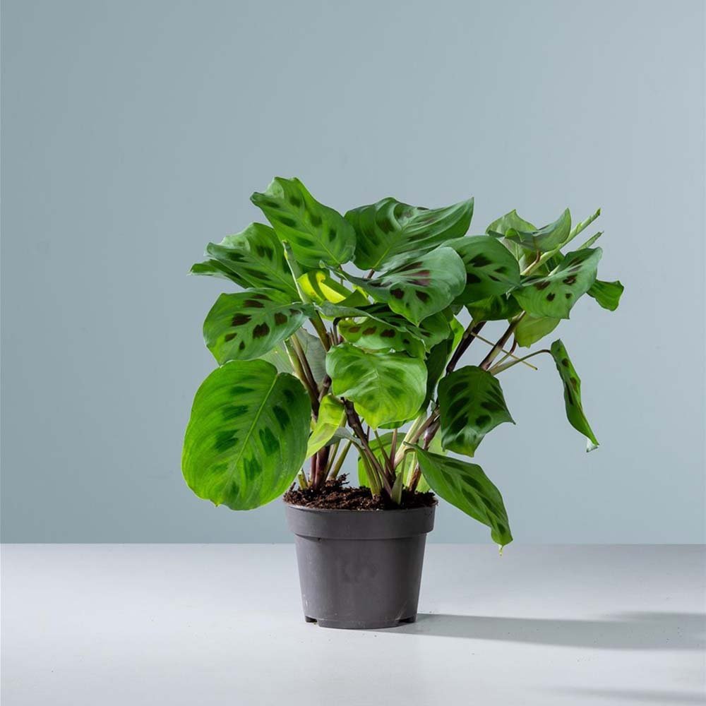 Planta Care se Roaga (Maranta) Kerchoveana - 30 cm
