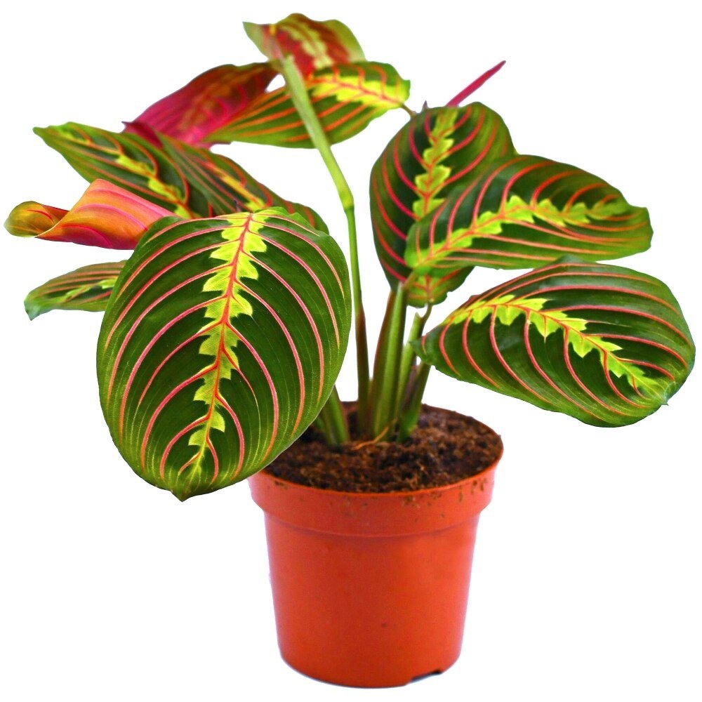 Planta Care se Roaga Tricolor (Maranta) Fascinator - 40 cm