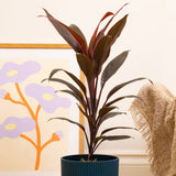 Planta Norocoasa (Cordyline fruticosa) Tango
