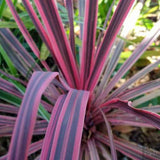 Planta Norocoasa Rosu-Inchis (Cordyline Australis) Paso Doble