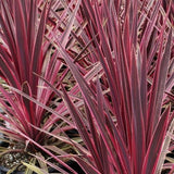 Planta Norocoasa Rosu-Inchis (Cordyline Australis) Paso Doble