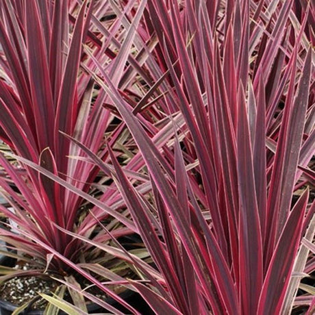 Planta Norocoasa Rosu-Inchis (Cordyline Australis) Paso Doble
