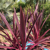 Planta Norocoasa Rosu-Inchis (Cordyline Australis) Paso Doble