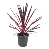 Planta Norocoasa Rosu-Inchis (Cordyline Australis) Paso Doble