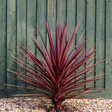Planta Norocoasa Rosu-Inchis (Cordyline Australis) Paso Doble