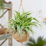 Planta Paianjen (Chlorophytum Comosum) Variegatum - 35 cm