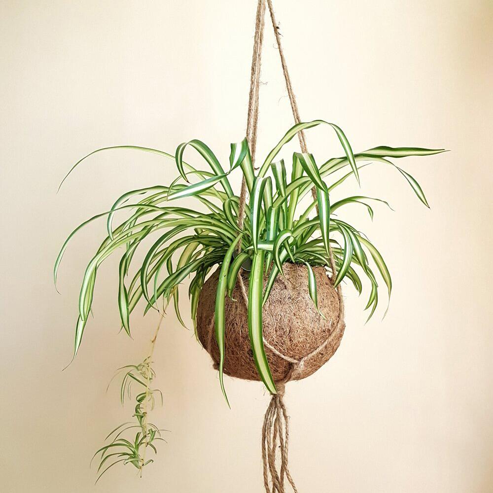 Planta Paianjen (Chlorophytum Comosum) Vittatum - 50 cm