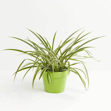 Planta Paianjen (Chlorophytum Comosum) Vittatum - 50 cm