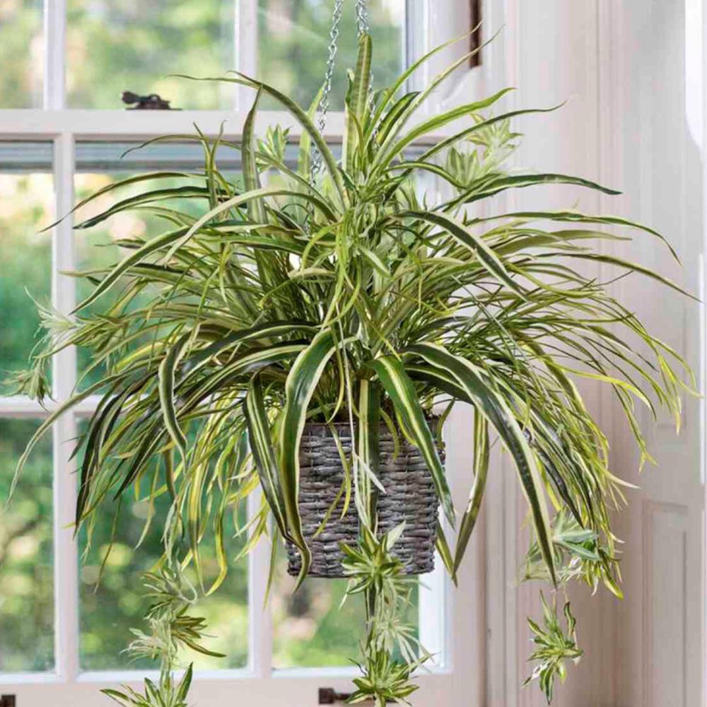 Planta Paianjen (Chlorophytum Comosum) Vittatum - 50 cm