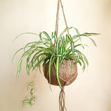 Planta Paianjen (Chlorophytum Comosum) Vittatum - 60 cm