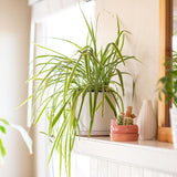 Planta Paianjen (Chlorophytum Comosum) Vittatum - 60 cm