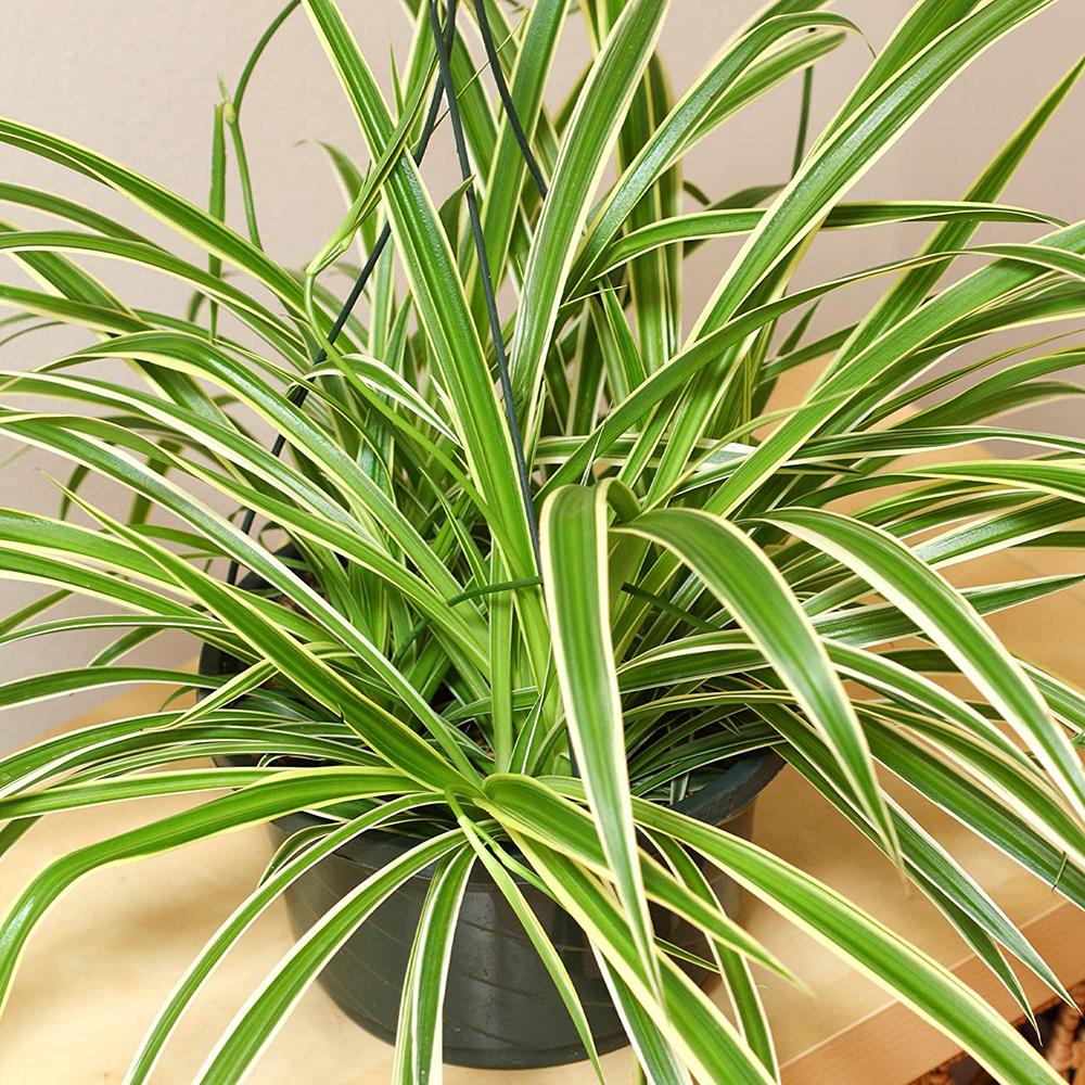 Planta Paianjen (Chlorophytum Comosum) Vittatum - 60 cm