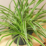 Planta Paianjen (Chlorophytum Comosum) Vittatum - 60 cm