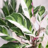Planta Paun Calathea Fusion White, cu frunze Tricolor - 40 cm