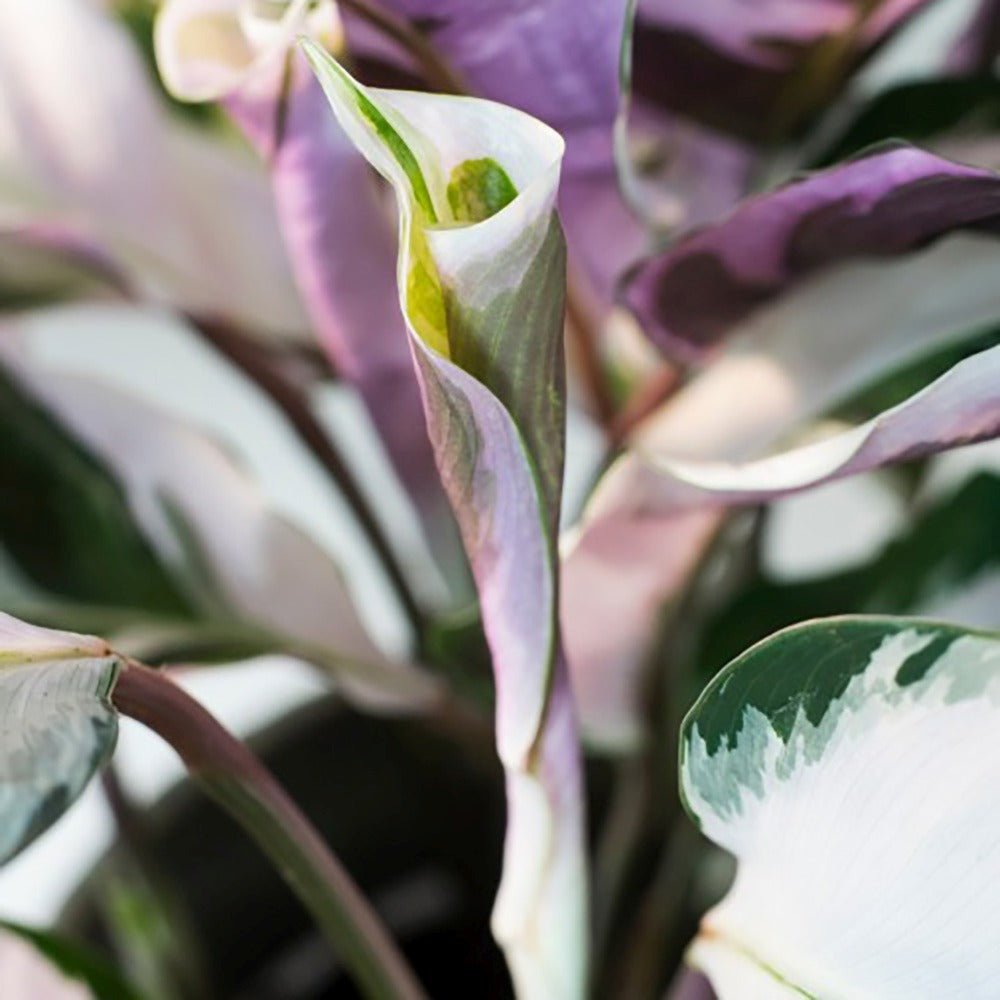 Planta Paun Calathea Fusion White, cu frunze Tricolor - 40 cm