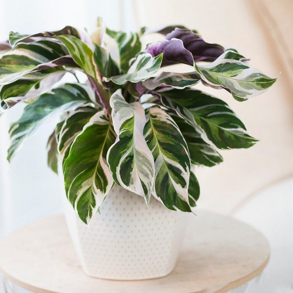 Planta Paun Calathea Fusion White, cu frunze Tricolor - 40 cm