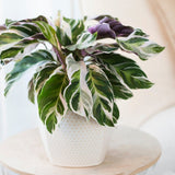 Planta Paun Calathea Fusion White, cu frunze Tricolor - 40 cm