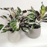 Planta Paun Calathea Fusion White, cu frunze Tricolor - 60 cm
