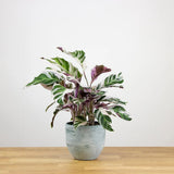Planta Paun Calathea Fusion White, cu frunze Tricolor - 60 cm