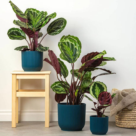 Planta care se Roaga Calathea Medallion, 50 cm, frunze elegante rotunde cu model simetric, verde si margini argintii, perfecta pentru orice decor interior