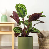 Planta care se Roaga Calathea Medallion, 50 cm, frunze elegante rotunde cu model simetric, verde si margini argintii, perfecta pentru orice decor interior