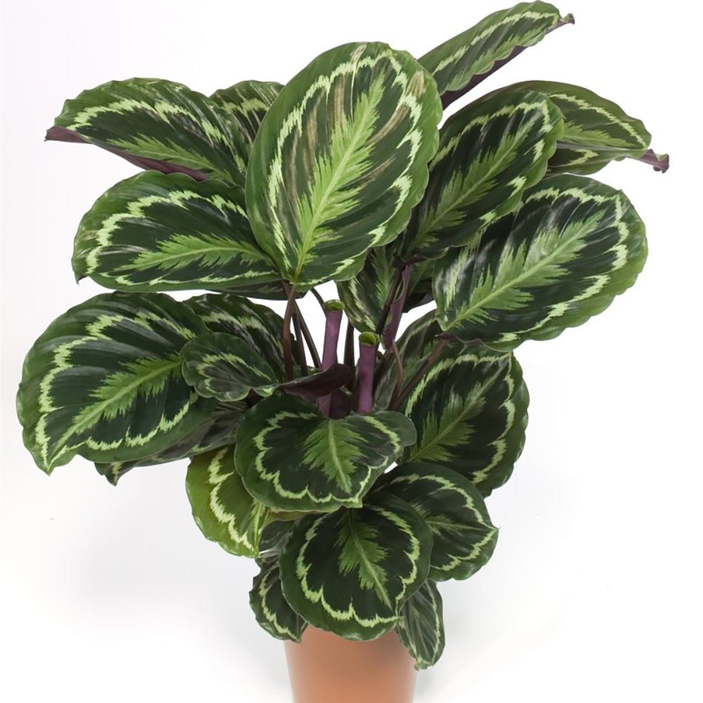 Planta Paun (Calathea Medallion) - 90 cm