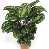 Planta Paun (Calathea Medallion) - 90 cm