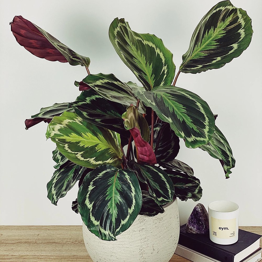 Planta Paun (Calathea Medallion) - 90 cm