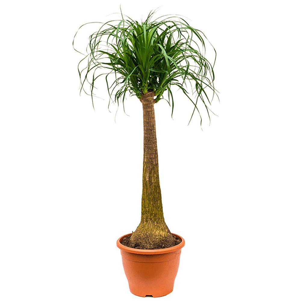 Nolina Recurvata, Picior de Elefant (Beaucarnea Recurvata) - 120 cm