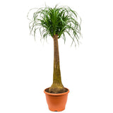 Nolina Recurvata, Picior de Elefant (Beaucarnea Recurvata) - 120 cm