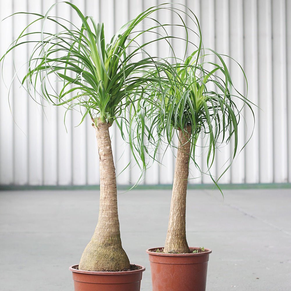 Nolina Recurvata, Picior de Elefant (Beaucarnea Recurvata) - 120 cm