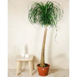 Nolina Recurvata, Picior de Elefant (Beaucarnea Recurvata) - 160 cm